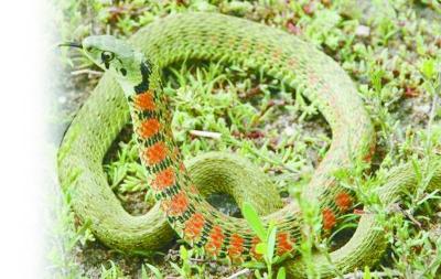 �ο��⡰Ұ���ҧ����ɫ�԰� ����ҩʦ���������