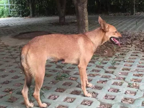 ����һ���˹������䴩���� ־Ը�������ҽ