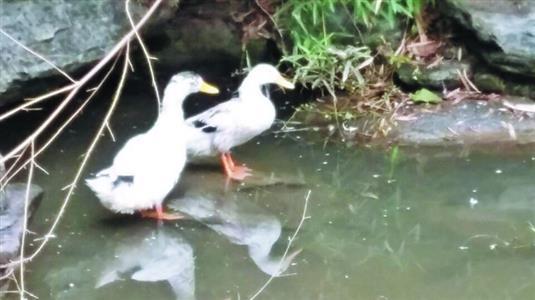 С������Ѽ��͵ ��������ǧԪѰ���޹��ڳ�����Ѽ