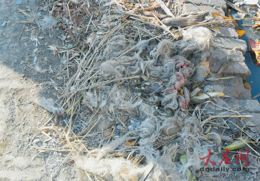 ��Ȯʧ��һ�ܺ� ���ֱ���֫�����ɱ��